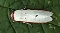 Aloa lactinea