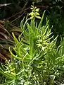 The rare "green-leafed" variety (var. viridifolia)