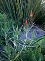 The rare "red-flowered" form (sometimes called var. rubriflora)