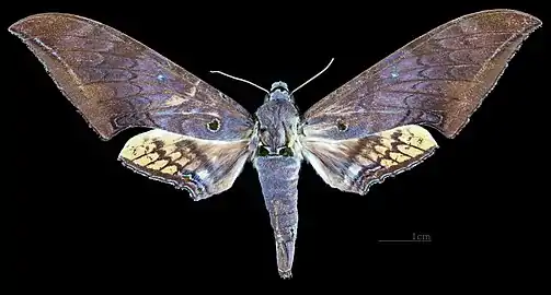Female dorsal view