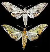 Ambulyx inouei