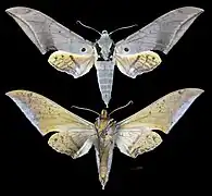Ambulyx placida