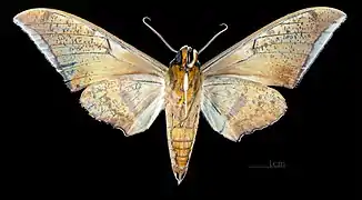 Male, ventral view