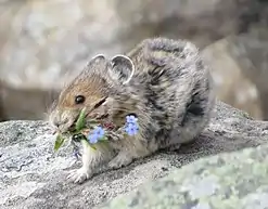 Gray and brown pika carrying flowers