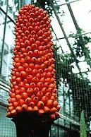 A. titanum fruiting at the Botanical Gardens Univ, Bonn in September 2009