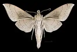 Male ventral view