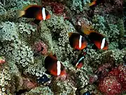 A.&nbsp;melanopus Entacmaea quadricolor (Bubble tip anemone)