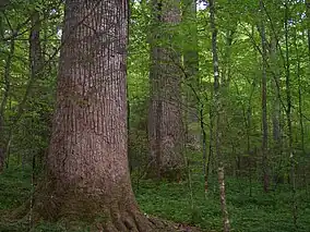 Mount Field National Park, a temperate deciduous rainforest