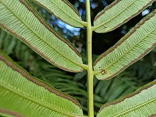 Underside of pinnules, showing sporangia and the swollen basal attachment. Royal Botanic Garden, Sydney