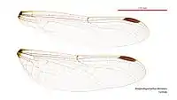 Female wings