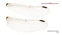 Male wings