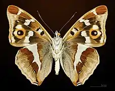 Ventral side