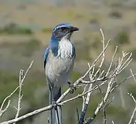 Aphelocoma californica