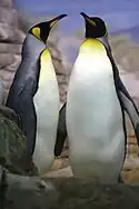 King Penguin (Aptenodytes patagonicus)