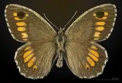 Male, dorsal view