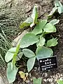3-foliolate leaves of A.franchetianum