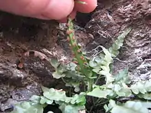 Holding up an A. pinnatifidum leaf to show short, linear sori below