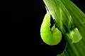 Pre-pupatory larva