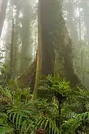 Rainforest