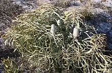 A small spreading shrub about 40&nbsp;cm (15.5&nbsp;in) high, with several inflorescences in early bud, growing in sand