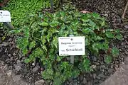 Wild-type at the Dresden Botanical Garden
