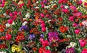 Blossoming flowers