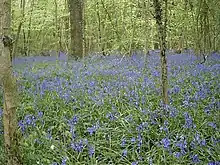 Crab Wood