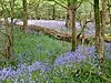 Roydon Woods