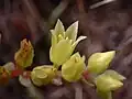 D. farinosa flowers at the Marin Headlands, Marin County.