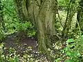 Bole of coppiced U. laevis, girth 410&nbsp;cm, Over Wallop, UK