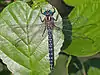 Brachytron pratense