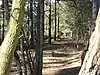 Elstead Common