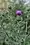 Cirsium vulgare, bull thistle, Fish Creek vicinity