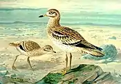 Eurasian thick-kneeBurhinus oedicnemus