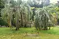 Butia eriospatha