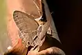 Butler's satyr (C.&nbsp;palladia), Trinidad