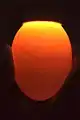 A non-viable fertilized chicken egg, with a thin blood ring encircling the yolk