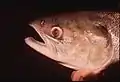 Sockeye salmon with gas bubble disease