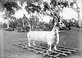 Patulangan in the form of a bull / ox