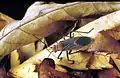 Leptocoris mitellata, Australia.