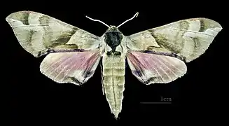 Male C. t. tatarinovii