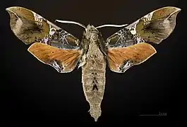 Male
