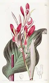 Illustration by M.&nbsp;Hart