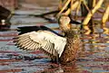 Cape shoveler