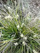 Cyperaceae (sedges), Yakutia 22,500 YBP, Alaska and the Yukon 15,000-11,500 YBP