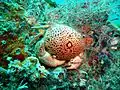 Carpilius convexus (Male), Anterior view, Ludwig Wreck, Persian Gulf, 2012.