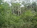 Ruins, overgrown, unrestored area