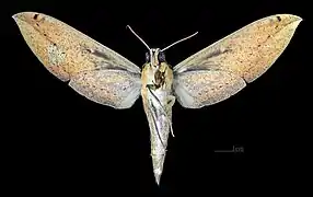 Female ventral