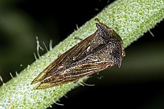 Upperside