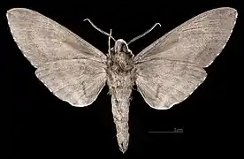 ♂  △